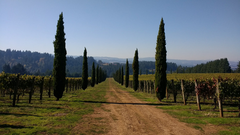 View of vineyards in Sherwood, Oregon