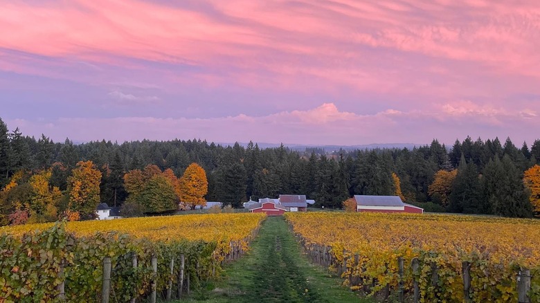 Landscape at Hawks View Winery in Sherwood, Oregon