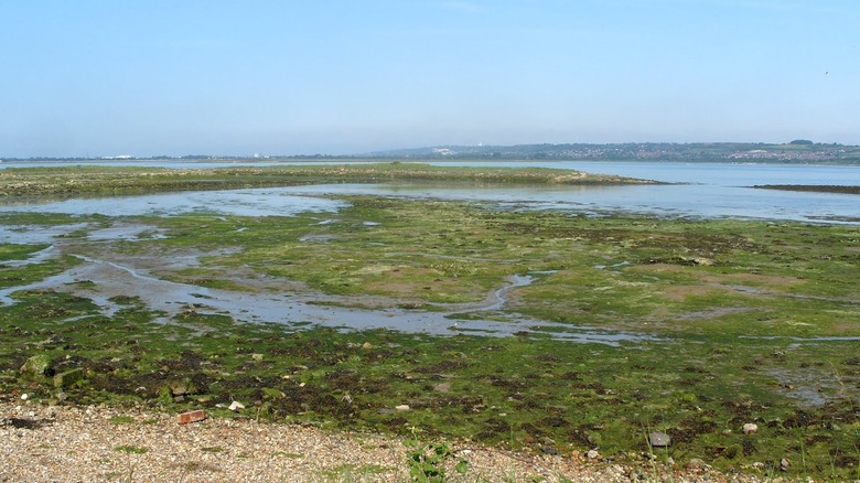 Green wetlands in the West Hayling Nature Reserve