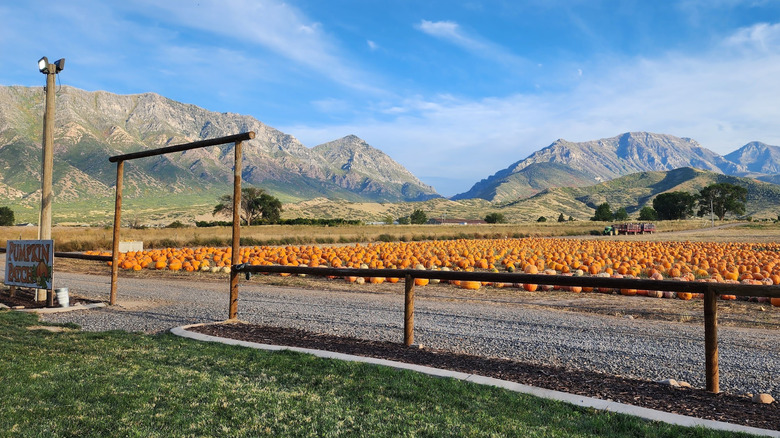 The pumpkin patch with mountains in the distance at Rowley's Red Barn in Santaquin, Utah