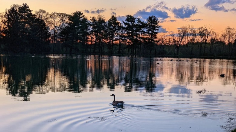 A goose floating on an artificial lake at sunset at Four Lakes Forest Preserve