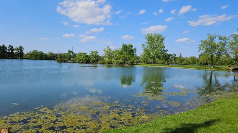A lake at Four Lakes Forest Preserve in Illinois surrounded by trees on a sunny day