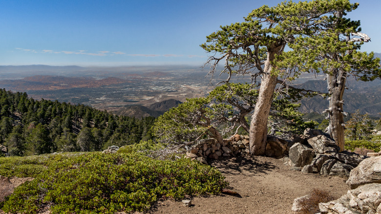 View from the San Bernardino Peak Trail