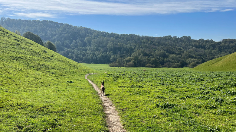 Hiking trail at Briones Regional Park on a summer day, California