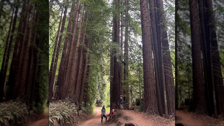 A family hiking at the Forest of Nisene Marks State Park, Northern California