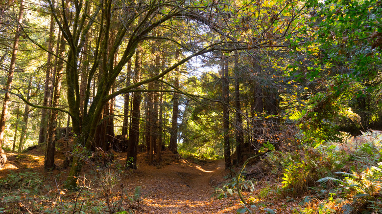Narrow path at the Forest of Nisene Marks State Park, Northern California