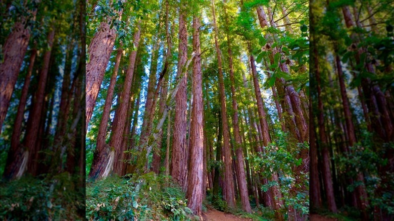 Trail through the Forest of Nisene Marks State Park, Northern California