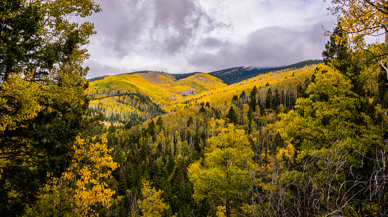 Golden aspen trees blanketing a mountainside in Santa Fe National Forest