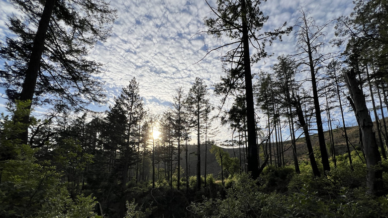 Lush forest on a cloudy day at Hood Mountain Regional Park, Sonoma County, California