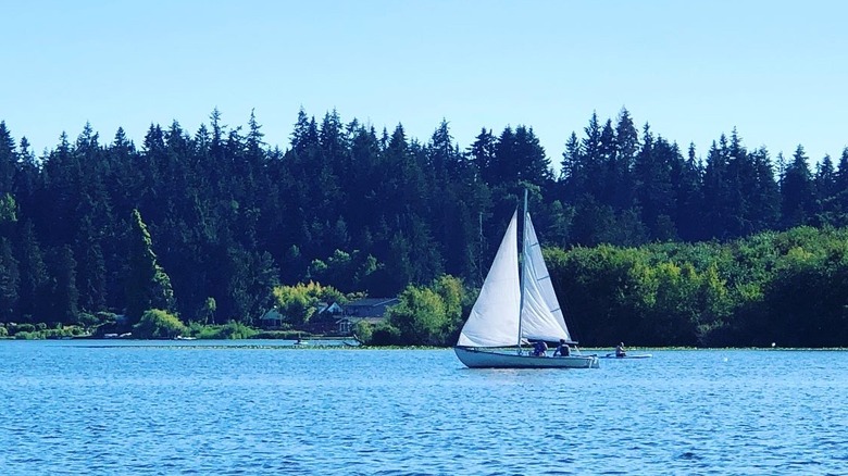 sideview of a sailboat sailing on lake ballinger with the shore in the background lined with tall pine trees