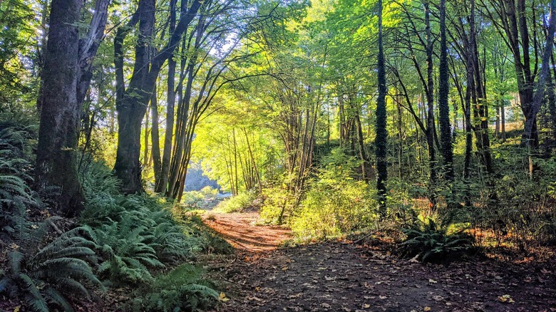 view of a terrace creek park forest trail extending away from the viewer; sunlight lights the trail in the distance; mossy leafy trees line both sides of the trail with ferns covering the underbrush