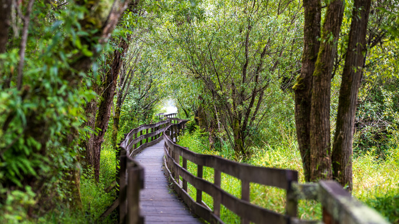 A wooden trail flanked by trees and foliage at Marymoor Park in Redmond, Washington
