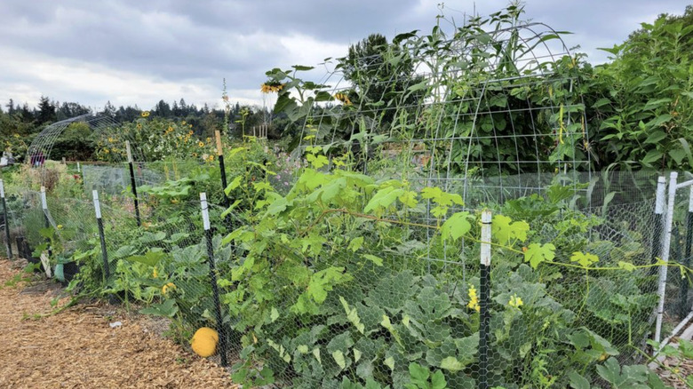 The community garden at Marymoor Park in Redmond, Washington