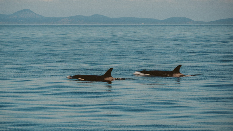 Two orcas swimming in the Puget Sound near Seattle