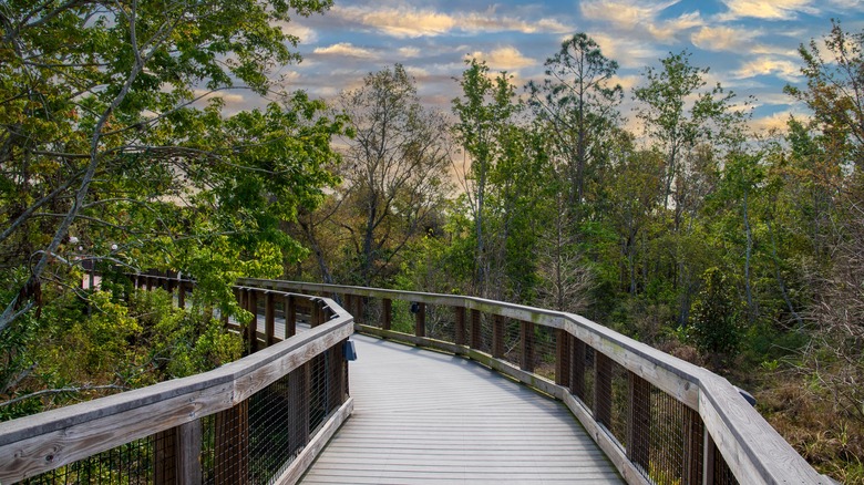 Wooden pathway in the Florida Botanical Gardens