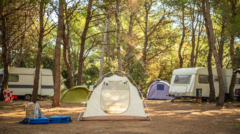 View of three tents and two RVs on a campground in the middle of pine forest.