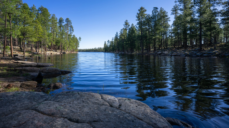 Ponderosa pine trees thrive on the scenic shores of a lake in Arizona.