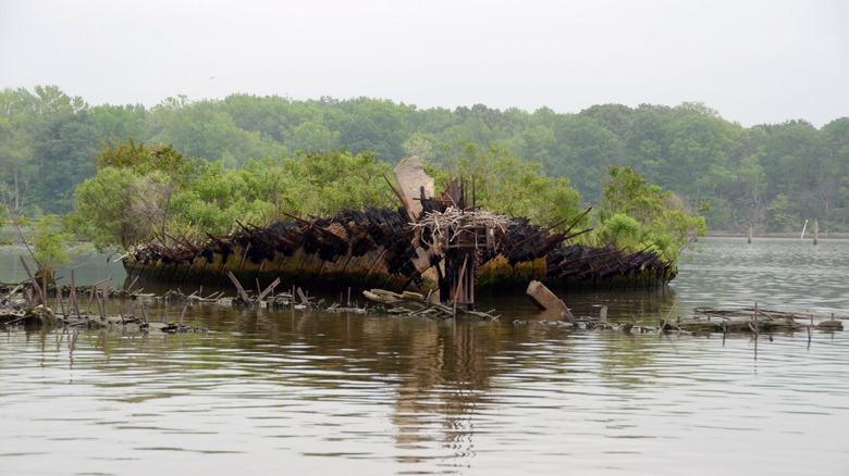 Vegetation grows out of a wooden shipwreck in Mallows Bay