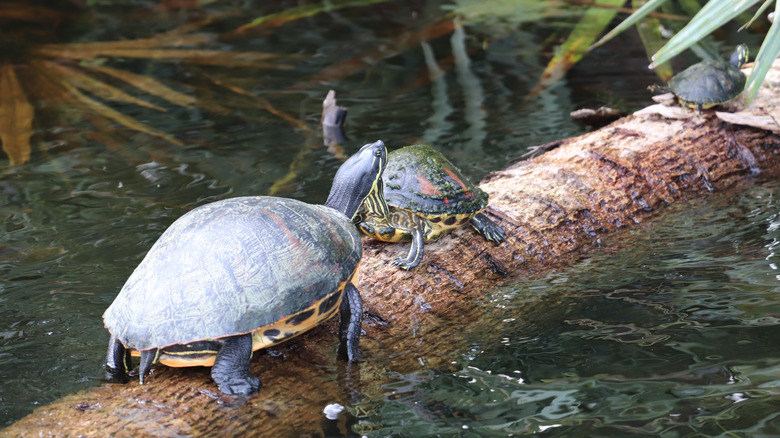 Turtles in Boynton Beach wetlands