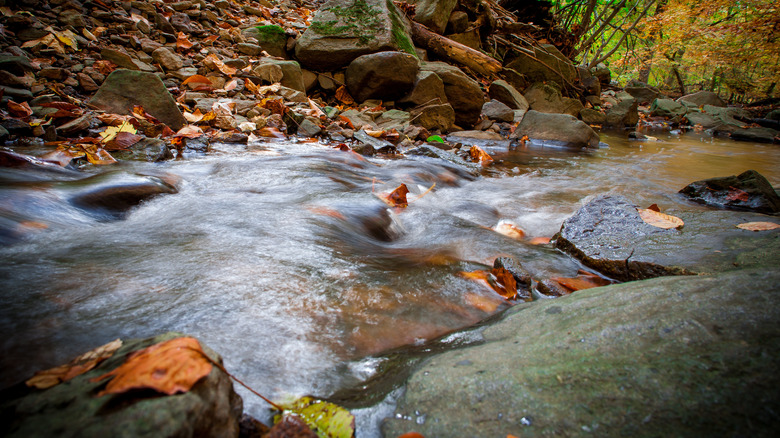 Creek in Brandywine Creek State Park