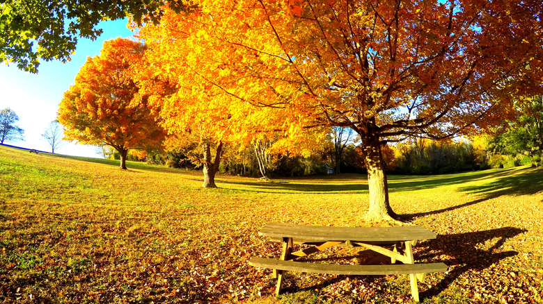Picnic table in front of colorful trees in park
