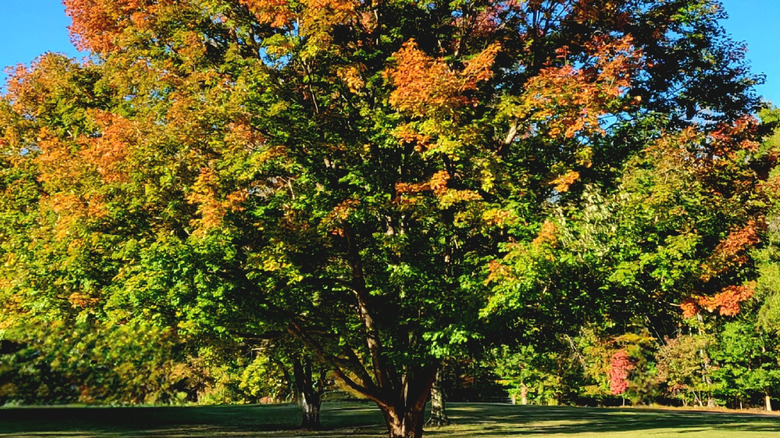 Sprawling tree changes colors in Tanglewood Park in autumn