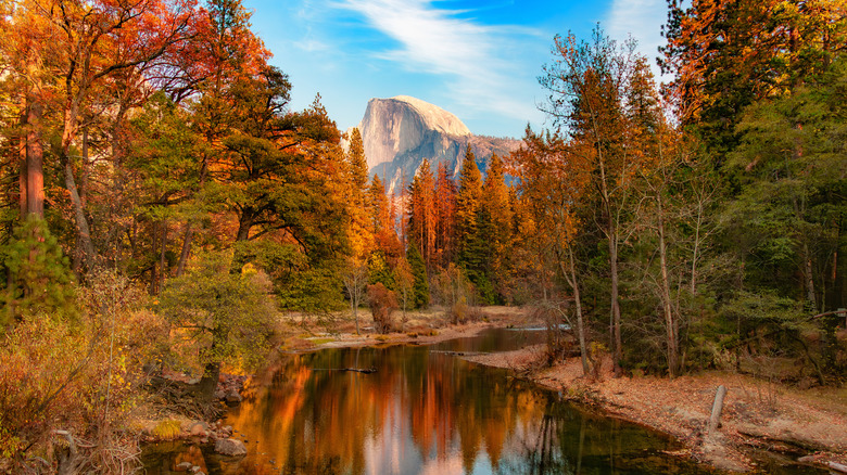 Colorful trees in Yosemite National Park