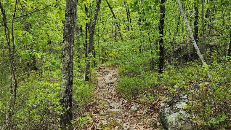 Trees in the woods surrounding an unpaved trail