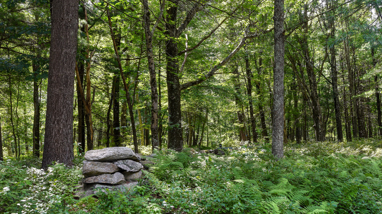 A pile of stones in the woods in Massachusetts