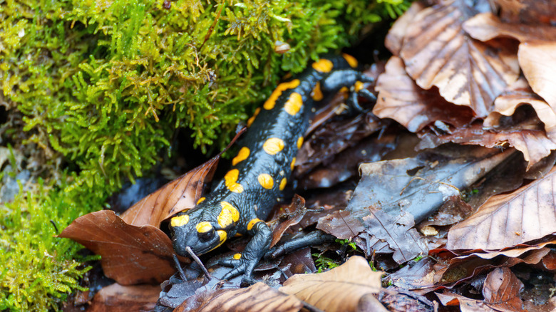 A spotted salamander resting on a pile of brown leaves