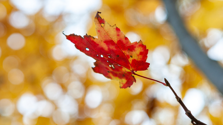 Detail of a colorful fall leaf in New Jersey