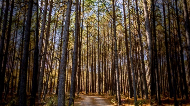 Late afternoon sunshine through the trees at Maurice River Bluffs Nature Preserve