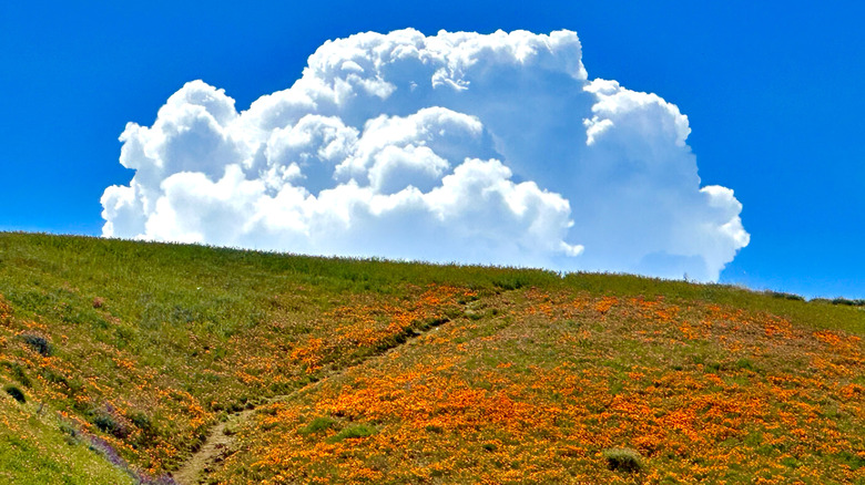 Fields of poppies at Antelope Valley California Poppy Reserve