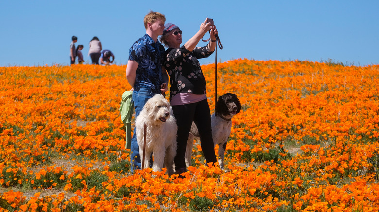 Visitors snapping photos at Antelope Valley California Poppy Reserve