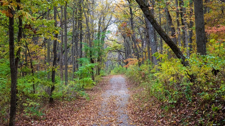 Hiking trail winding through the forest with fallen autumn leaves on the ground at New Glarus Woods State Park, Wisconsin