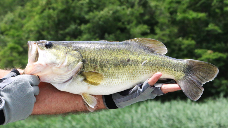 Largemouth bass being held by fisherman, one of the species commonly found in Portage Lakes