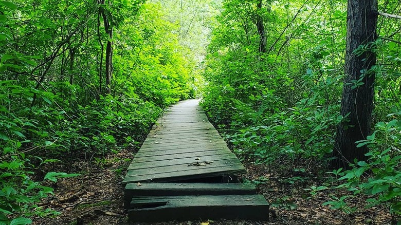 A trail through the woods in the Blue Hills Reservation in Massachusetts, surrounded by lush green foliage