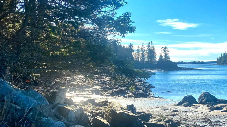 Rocky shoreline in Cushing, Maine, with sunlight filtering through evergreen trees