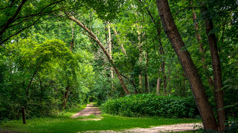 A trail through green forest in Yorkville, Illinois.