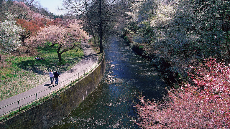 Cherry blossoms in bloom in Branch Brook Park, Newark