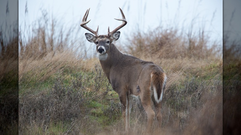 White tailed deer at Quivira National Wildlife Refuge in Kansas