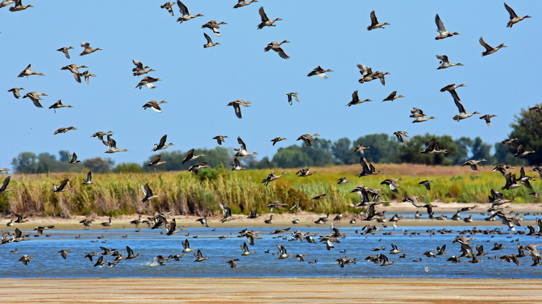 Flock of geese at Quivira National Wildlife Refuge in Kansas