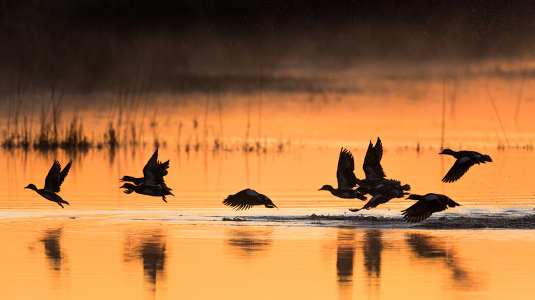 Birds at sunset at Quivira National Wildlife Refuge in Kansas