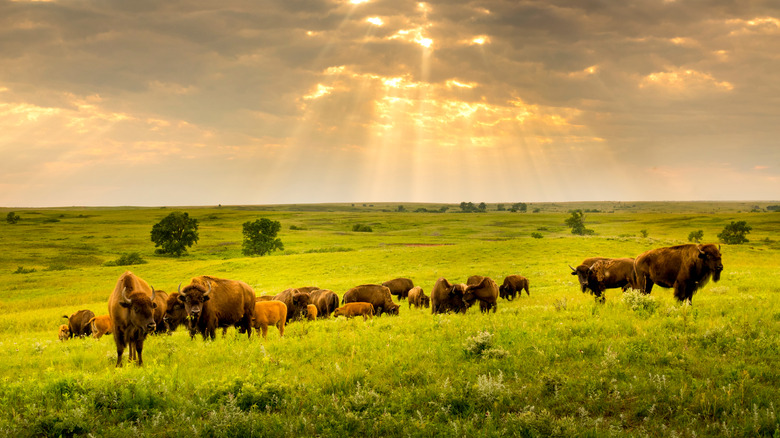 Bison grazing at the Maxwell Wildlife Refuge.