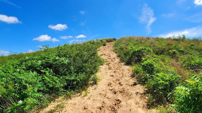 Sandy hiking path surrounded by greenery on a sunny day at Sand Hills State Park, Kansas