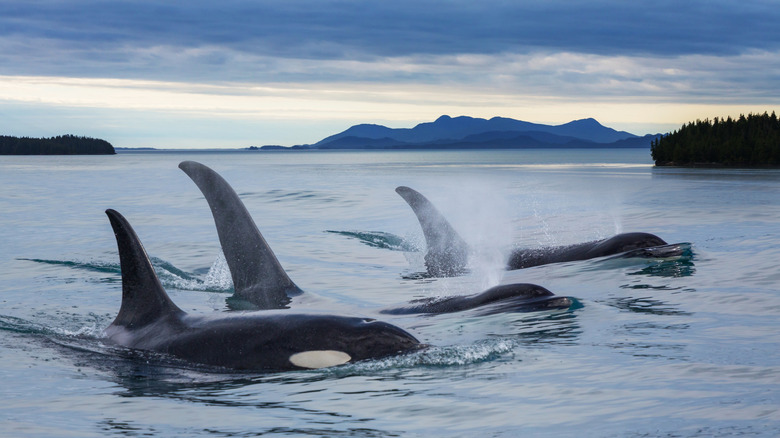 Three orcas break the surface of the water