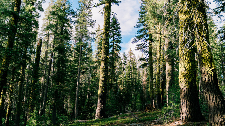 Forested pines in Tahoe National Forest.