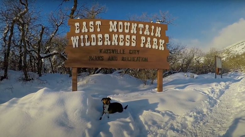 Snowy ground with dog sitting in snow and brown and white sign under blue sky in winter