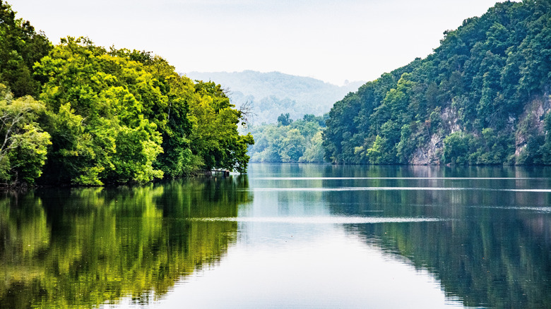 Scenic view of a river leading into Kentucky Lake, with trees on either side