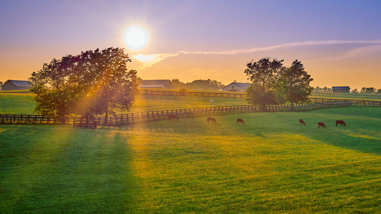 Sun shining over a farm in Paris, Kentucky with trees, horses, a fence, and houses in the background.